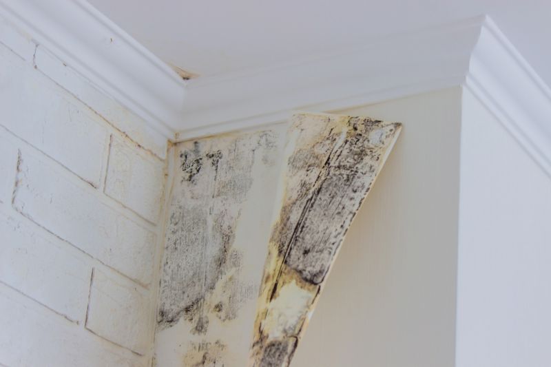 Basement Mold Remediation in Jupiter, FL