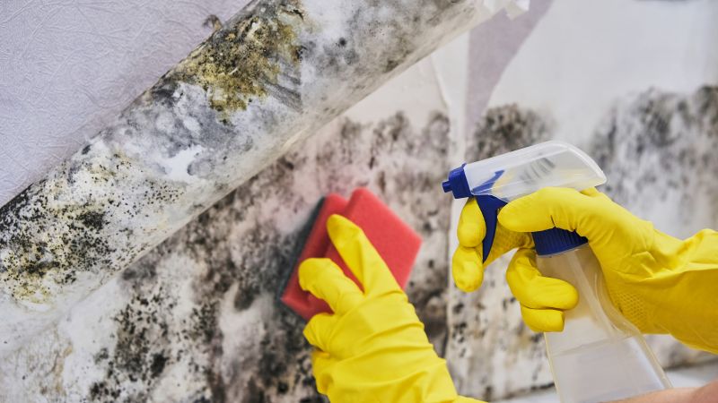 Crawl Space Mold Removal in Frisco, TX