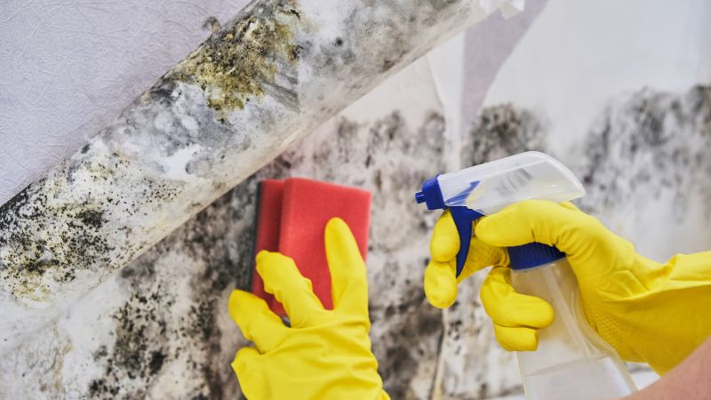 Garage Mold Remediation in Fort Lauderdale, FL