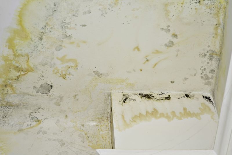 Mold Removal in Fort Worth, TX