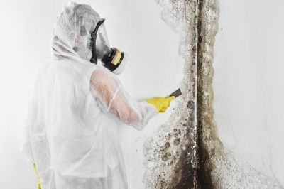 Black Mold Removal in Essex County, NJ